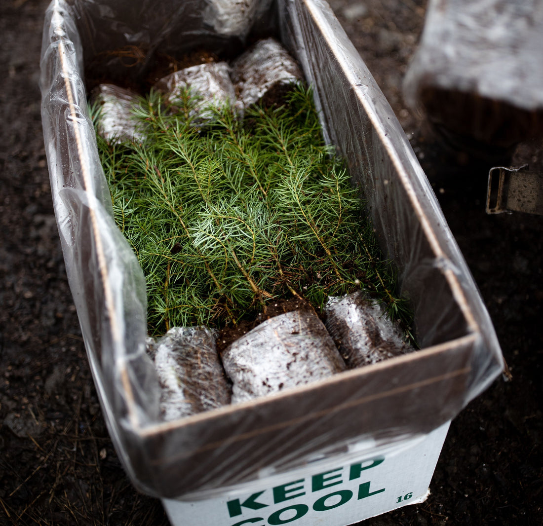 Why Zenbooth Is Planting Trees in Oregon 🌲